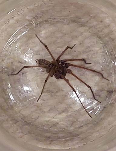 Giant House Spider