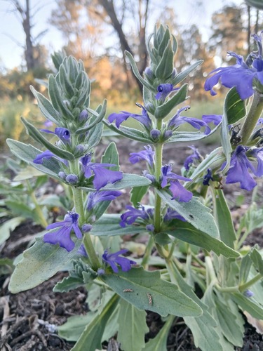 Ajuga australis, photograph 3
