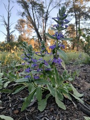 Ajuga australis