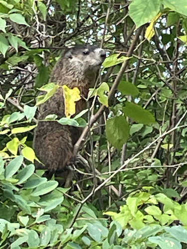 Groundhog