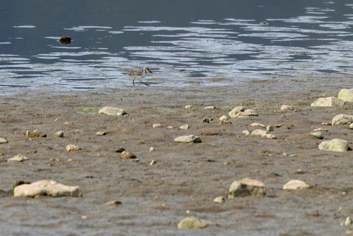 Little Stint