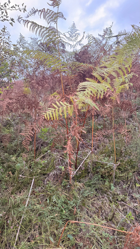 common bracken