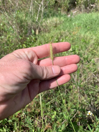 Setaria parviflora image