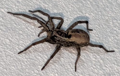 Radiated Wolf Spider