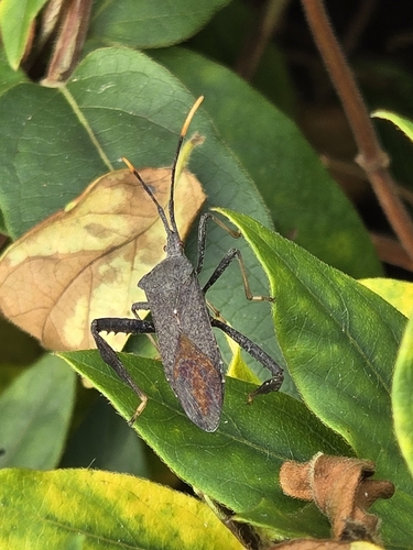 Acanthocephala terminalis