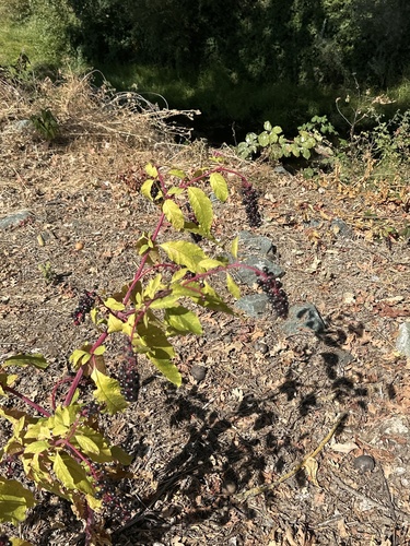 American pokeweed