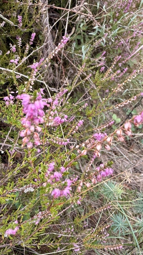 common heather
