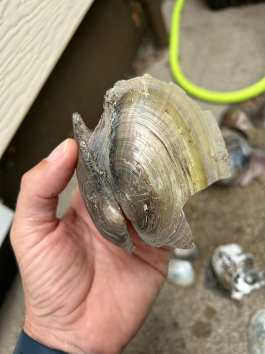 Fragile Papershell