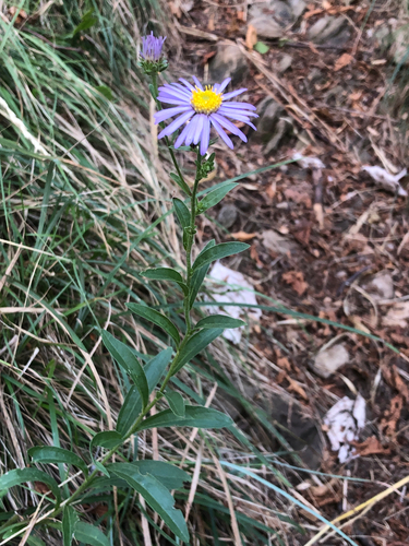Aster amellus, photograph 6