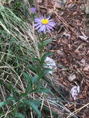 Aster amellus, photograph (c) Marcello Manara, some rights reserved (CC BY)