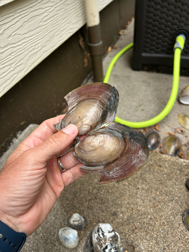 Pink Papershell