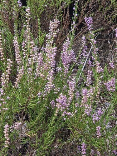 common heather