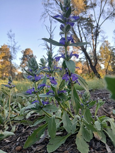 Ajuga australis, photograph 4