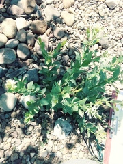 Amsonia jonesii