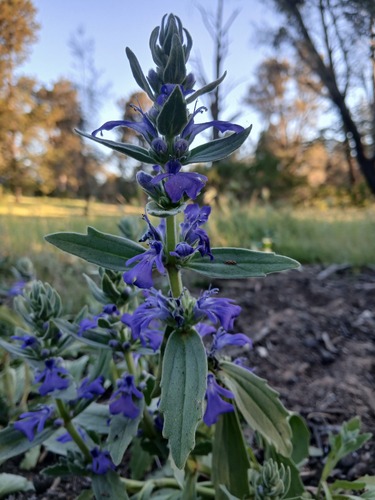 Ajuga australis, photograph 2