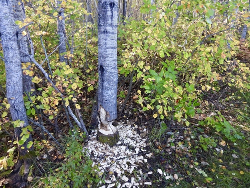 American Beaver