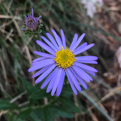 Aster amellus, photograph (c) Marcello Manara, some rights reserved (CC BY)