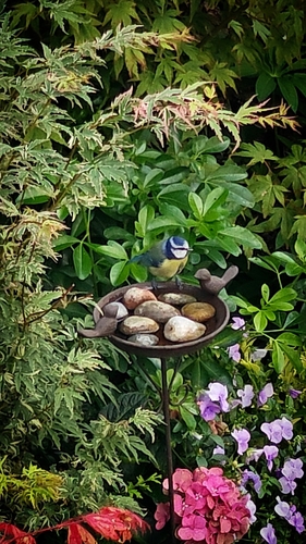 Eurasian Blue Tit
