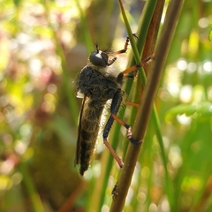 Pamponerus germanicus