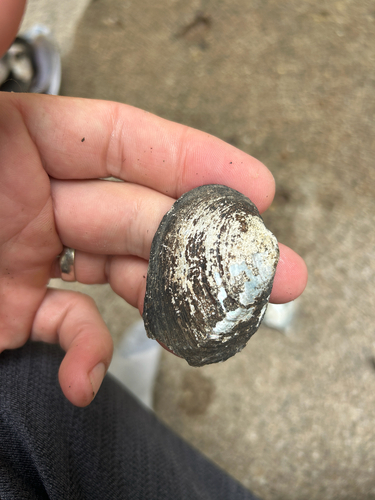 Three-ridge Mussel