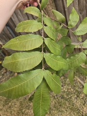 Carya illinoinensis, photograph (c) Jamie, some rights reserved (CC BY)