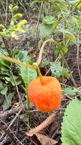 Japanese-lantern