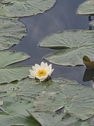 European White Waterlily