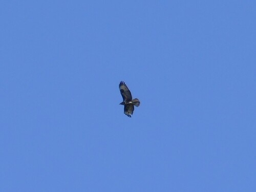 Common Buzzard