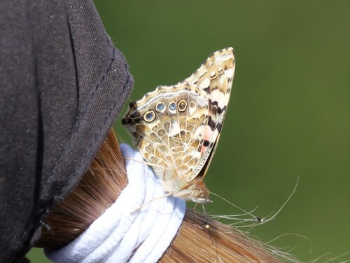 Painted Lady
