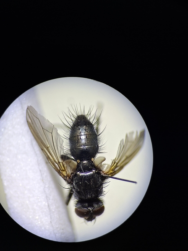 Macquartia tenebricosa
