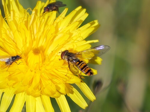 Marmalade Hover Fly