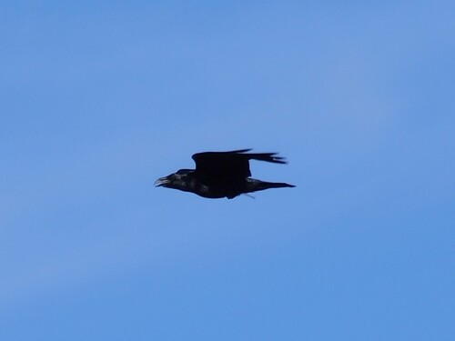 Common Raven