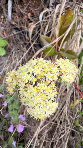 Great Stonecrop
