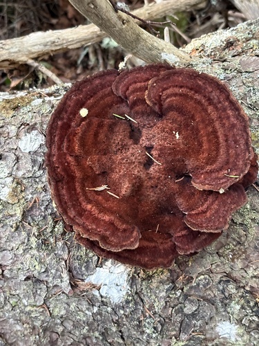Phaeolus hispidoides