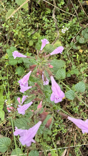 Wood Calamint