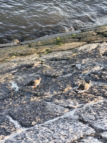 Ruddy Turnstone