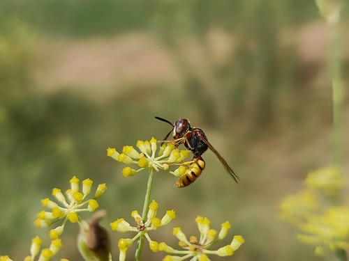 European beewolf