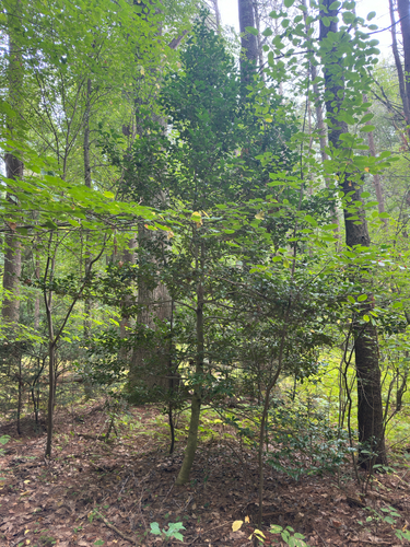 American holly