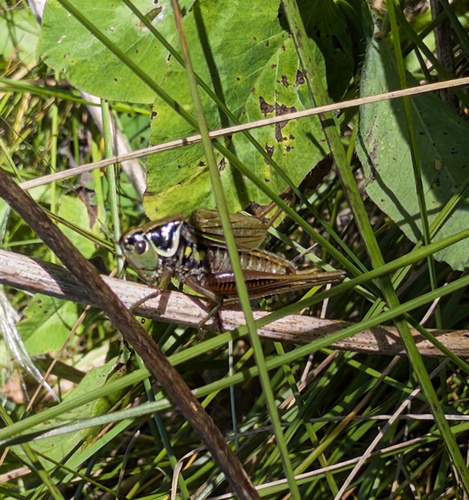 Roesel's Bush-cricket