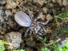 Atypus affinis