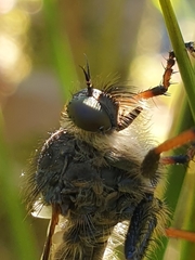 Pamponerus germanicus