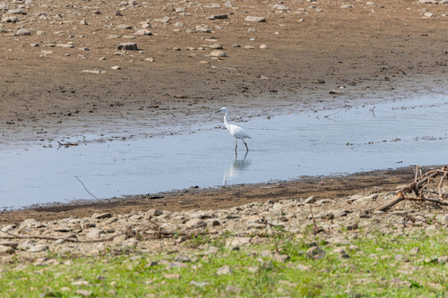 Little Egret
