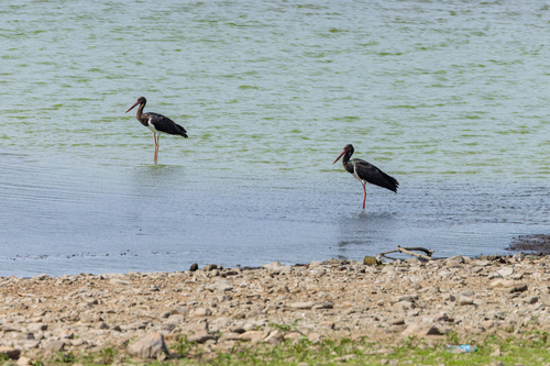 Black Stork
