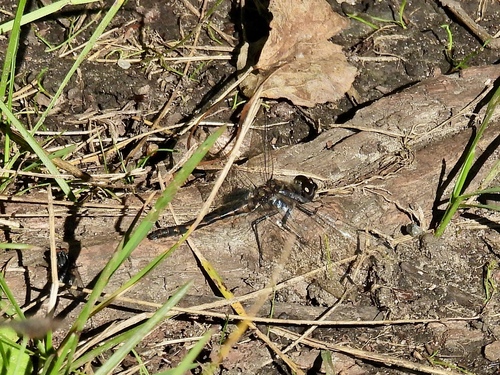 Black Meadowhawk
