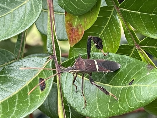 Eastern Leaf-footed Bug