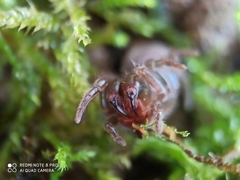 Atypus affinis