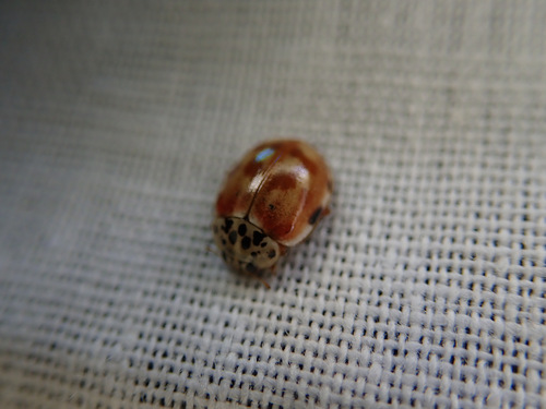 Cream-streaked Ladybird