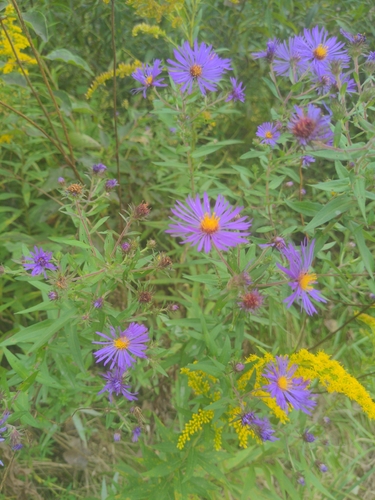 New England aster