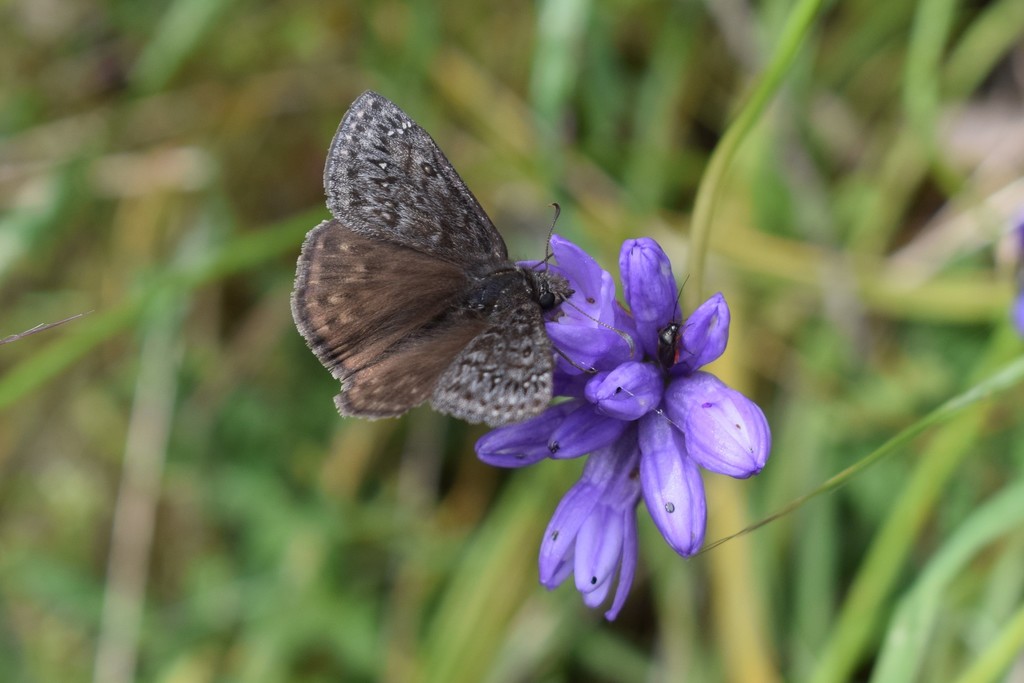 Propertius Duskywing