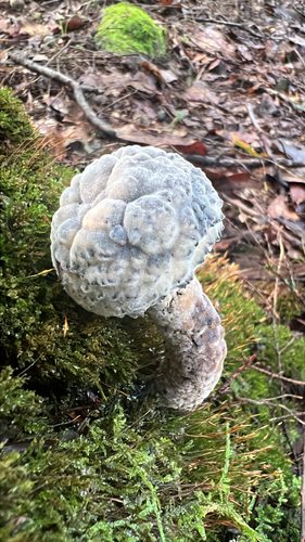 bolete mould